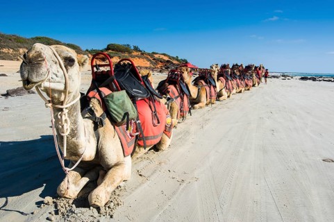 Camels prepared for tourists on Cable Beach