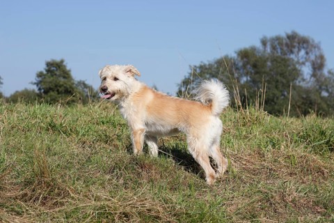 Schnauzer Poodle mixed breed
