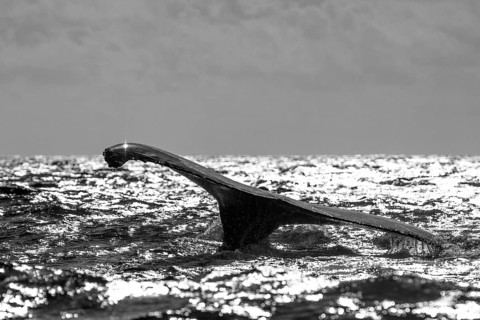 Humpback Whale (Megaptera novaeangliae)