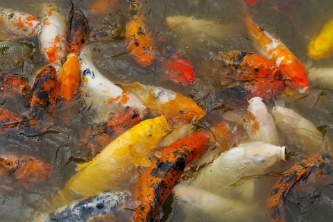Japanese Kois (Cyprinus carpio) shoal