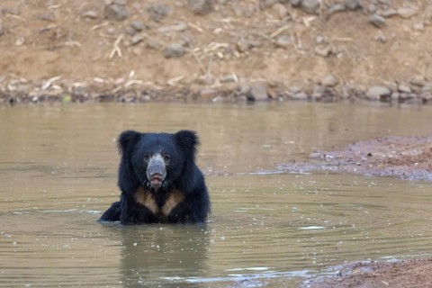 Sloth bear (Melursus ursinus)