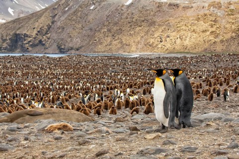King penguins (Aptenodytes patagonicus)