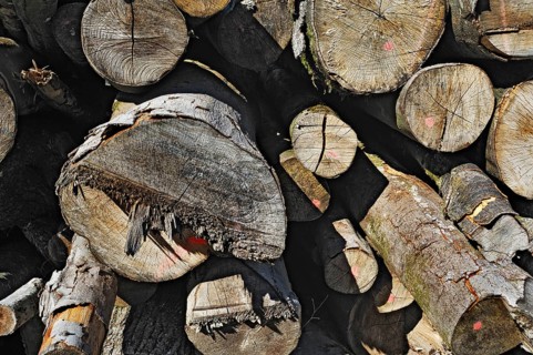 Woodpile with oak and beech trunks
