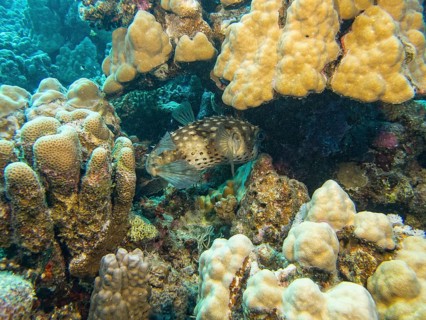 Yellow-spotted Porcupinefish or Yellow-spotted Burrfish (Cyclichthys spilostylus)