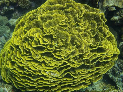 Green Scroll Coral (Turbinaria reniformis)