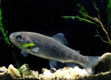 Rainbow Trout (Salmo gairdneri)