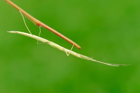 Pink-winged stick insect (Sipyloidea sipylus)