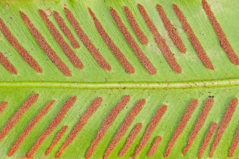 Hart's-tongue fern (Phyllitis scolopendrium