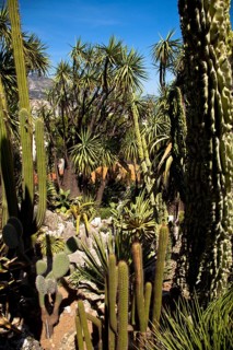 Exotic garden in Principality of Monaco