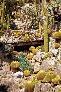 Exotic garden in Principality of Monaco