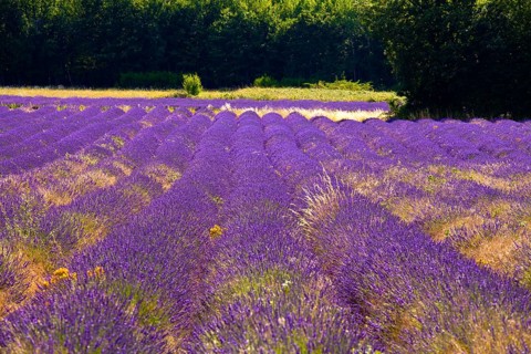 Blooming field of Lavender (Lavandula angustifolia)