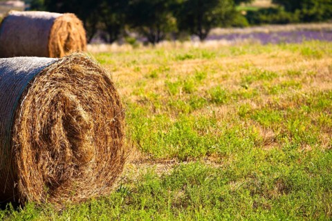 Bales of straw in field near Sault