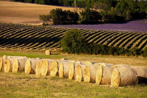 Bales of straw in front of blooming field of Lavender (Lavandula angustifolia)