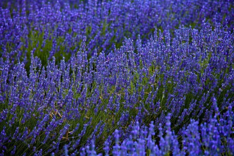 Blooming field of Lavender (Lavandula angustifolia)