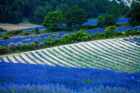 Blooming field of Lavender (Lavandula angustifolia)