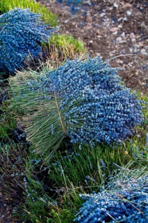 Freshly harvested Lavender (Lavandula angustifolia)