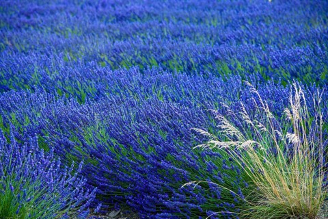 Blooming field of Lavender (Lavandula angustifolia)