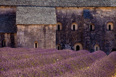 Blooming field of Lavender (Lavandula angustifolia) in front of Senanque Abbey