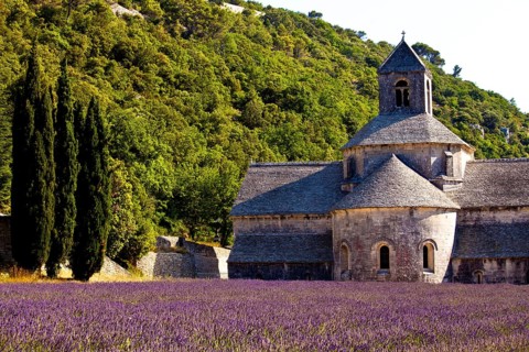 Blooming field of Lavender (Lavandula angustifolia) in front of Senanque Abbey