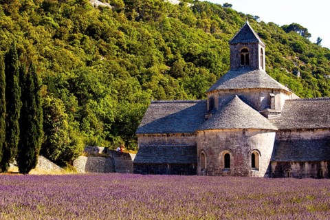 Blooming field of Lavender (Lavandula angustifolia) in front of Senanque Abbey