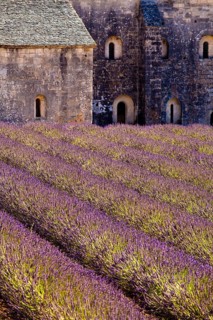 Blooming field of Lavender (Lavandula angustifolia) in front of Senanque Abbey