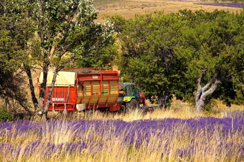 Tractor in a blooming field of Lavender (Lavandula angustifolia)
