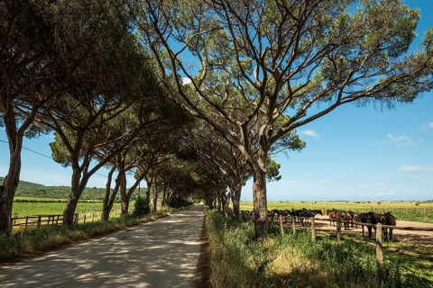 Herd of horses and pine avenue
