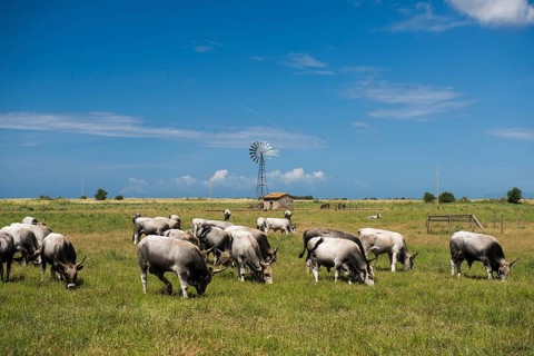 Herd of cattle