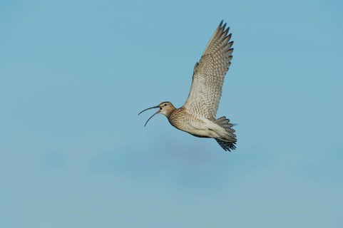 Whimbrel (Numenius phaeopus) in display flight