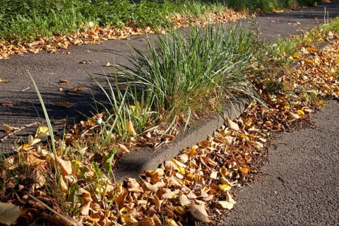 Autumn leaves lying on the side of a road