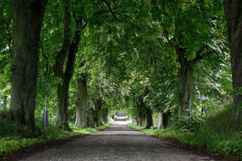 Cobblestone road