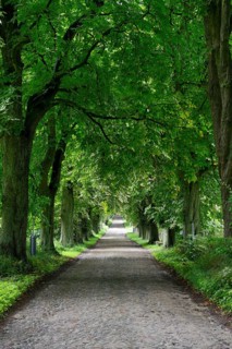 Cobblestone road