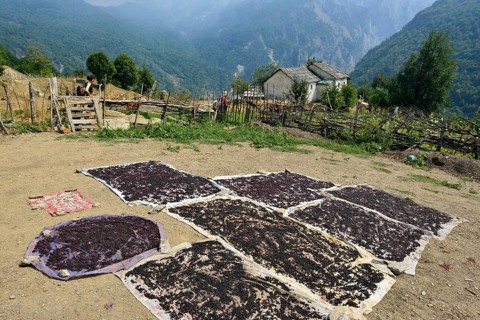 European Black Elder berries (Sambucus nigra) drying in the sun near an old farmhouse in Cerem