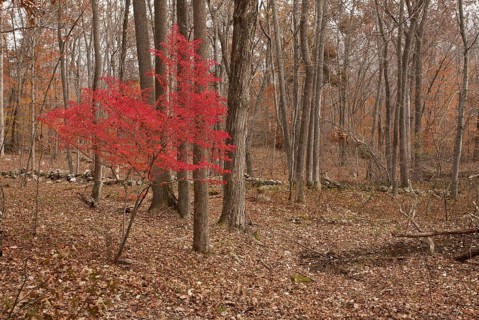 Winged Spindle (Euonymus alatus)