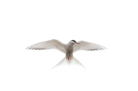 Arctic tern (Sterna paradisaea)