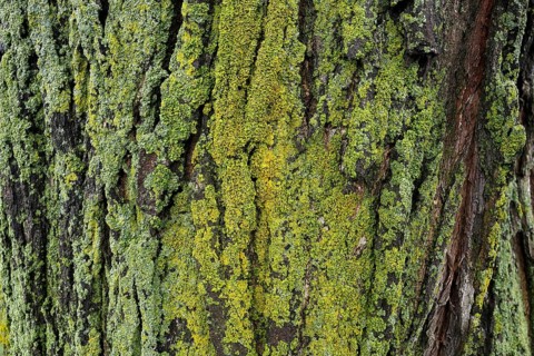 Lichen on tree bark