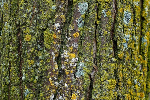 Lichen on tree bark
