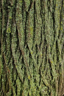 Lichen on tree bark