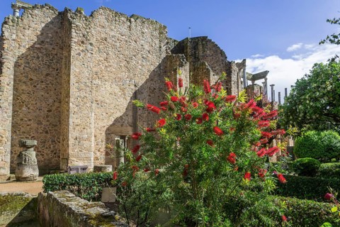 Bottlebrush Shrub and back wall of the Roman Theatre