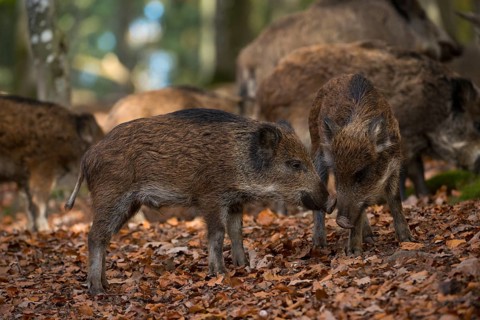 Wild boars (Sus scrofa)