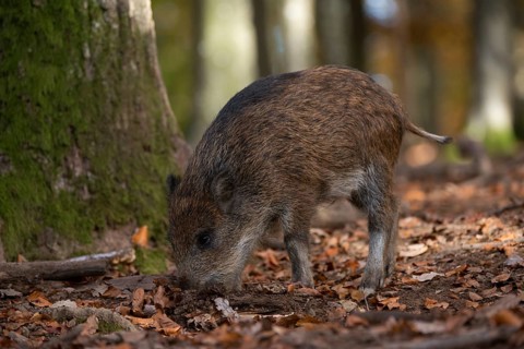 Wild boar (Sus scrofa)