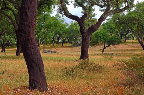 Cork oaks (Quercus suber)