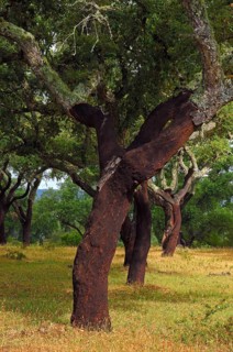 Cork oaks (Quercus suber)