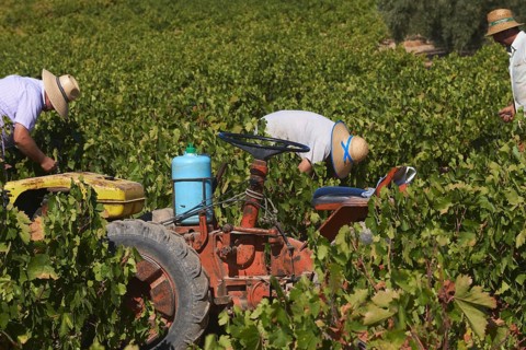 Workers harvesting Pedro Ximenez grapes