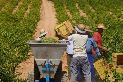 Workers harvesting Pedro Ximenez grapes