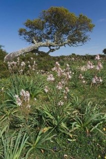 Branched asphodel (Asphodelus ramosus) and holm oak (Quercus ilex)