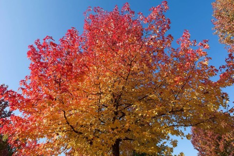 American Sweetgum