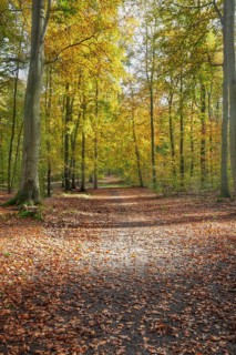 Woodland at Liepnitzsee
