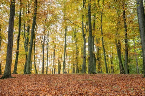 Woodland at Liepnitzsee