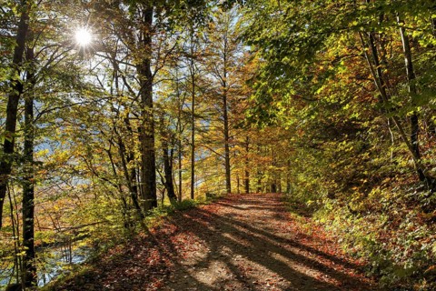 Path in a beech forest on lake Offensee